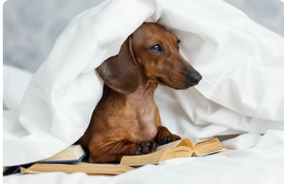A dachshund resting under a warm blanket