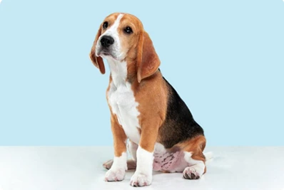 A beagle sitting calmly