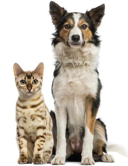 A dog and a cat sitting side by side